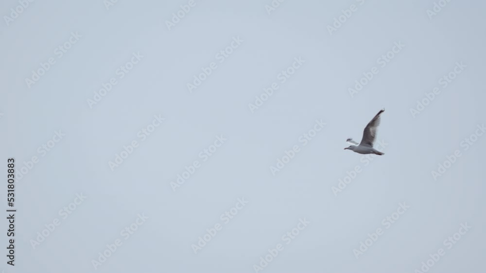 Seagull Flying in the Sky Over the Seacoast Seagull Flying in the Sky Over the Seacoast