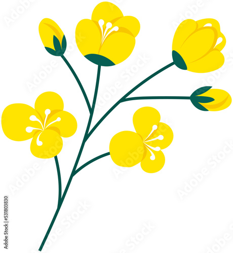 Flowering stalk of yellow rape flowers. Wild field grass. Concept of rapeseed oil or garden. Spring blossom element for card design. Delicate flowers with green leaves vector isolated on white