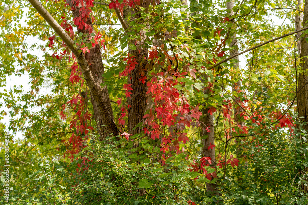 Red Virginia Creeper Vines Growing In The Trees Red Virginia Creeper Vines Growing In The Trees