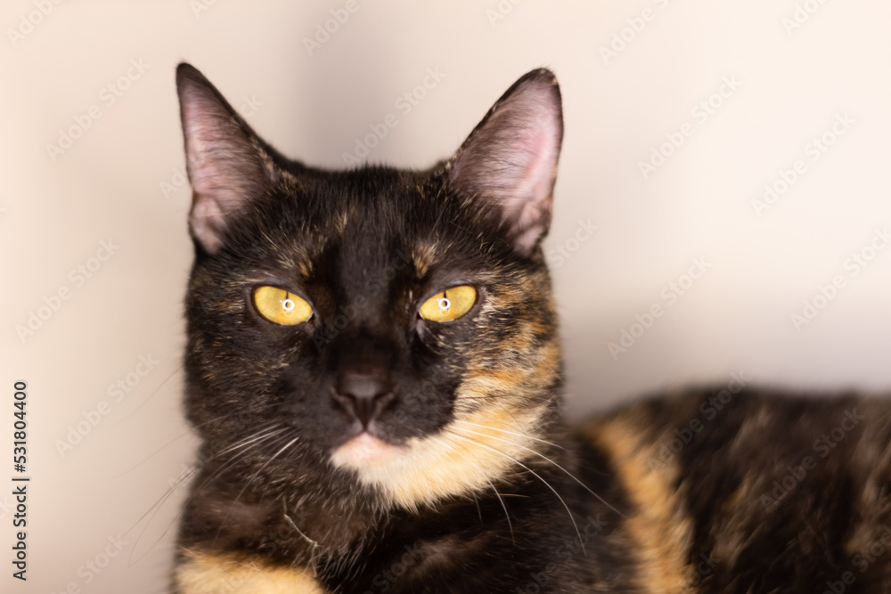 portrait of a  black cat yellow eyes