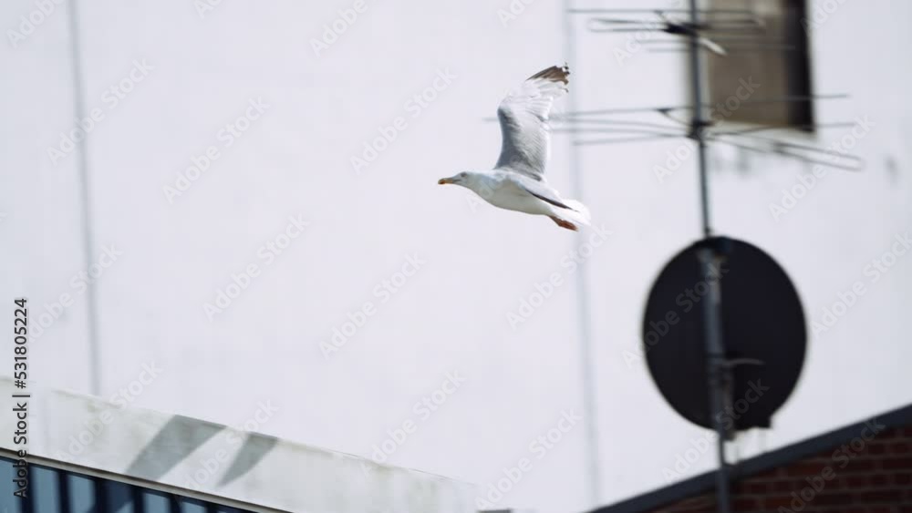Close-up of Seagull Flying Over the Harbor Against Buildings of the City Port Close-up of Seagull Flying Over the Harbor Against Buildings of the City Port