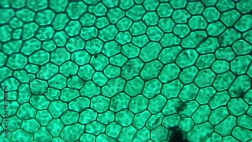 Funaria leaf consisting of green cells filmed under microscope 400x on bright field. Foliage of moss magnified in many times for viewing its structure and investigating it. Studying plant in biology photo