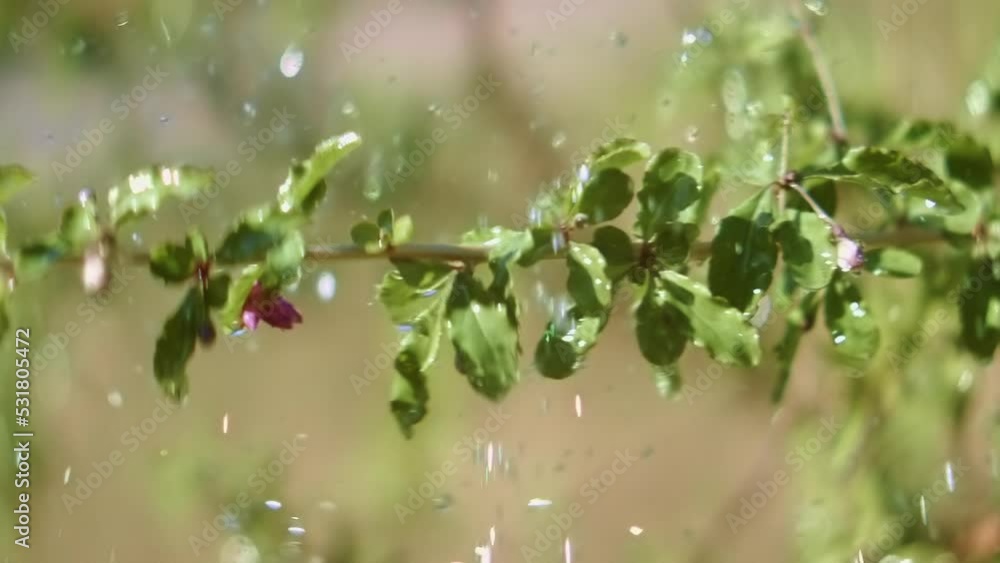 Water Drops Splashing in Front of Branch with Green Leaves on Bright Sunny Day Water Drops Splashing in Front of Branch with Green Leaves on Bright Sunny Day