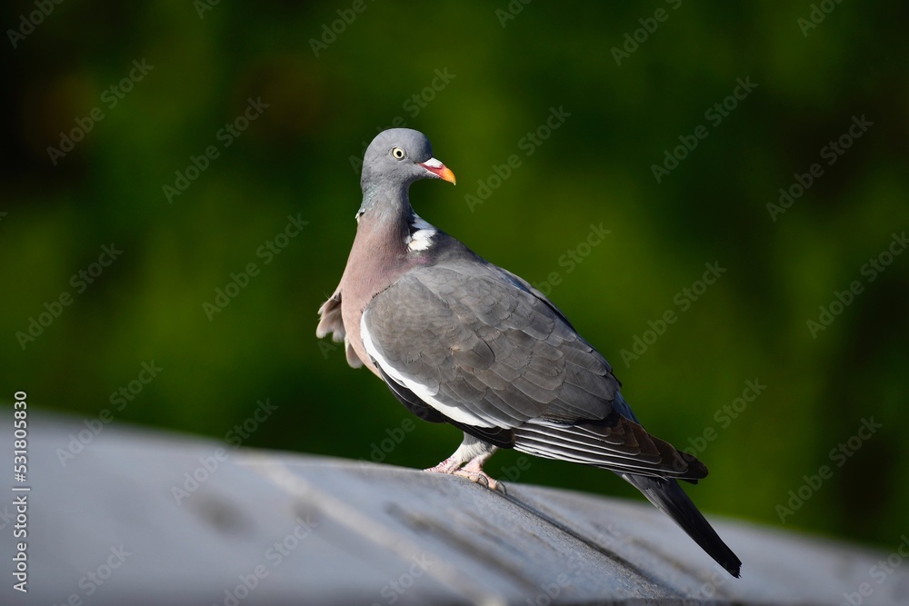 Fototapeta premium A wild pigeon on a roof of a Parisian building, with trees in the background in Paris, France