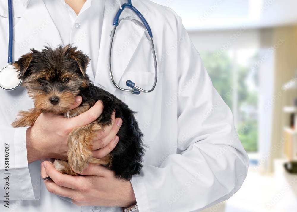 Young veterinarian doctor holding cute dog in clinic Young veterinarian doctor holding cute dog in clinic