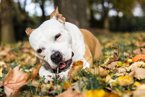 Dog lying down and chewing wooden stick in the park