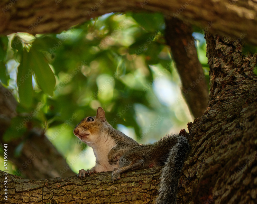 Squirrel on a tree Squirrel on a tree