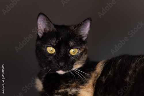 black cat portrait
