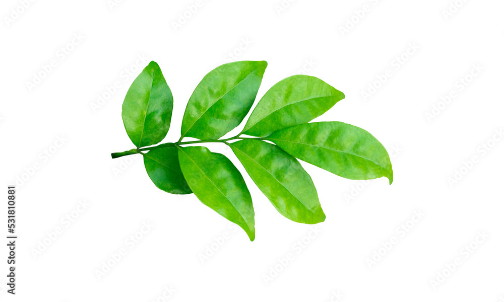 Green leaves branch with drops isolated on transparent background - PNG format. Green leaves branch with drops isolated on transparent background - PNG format.