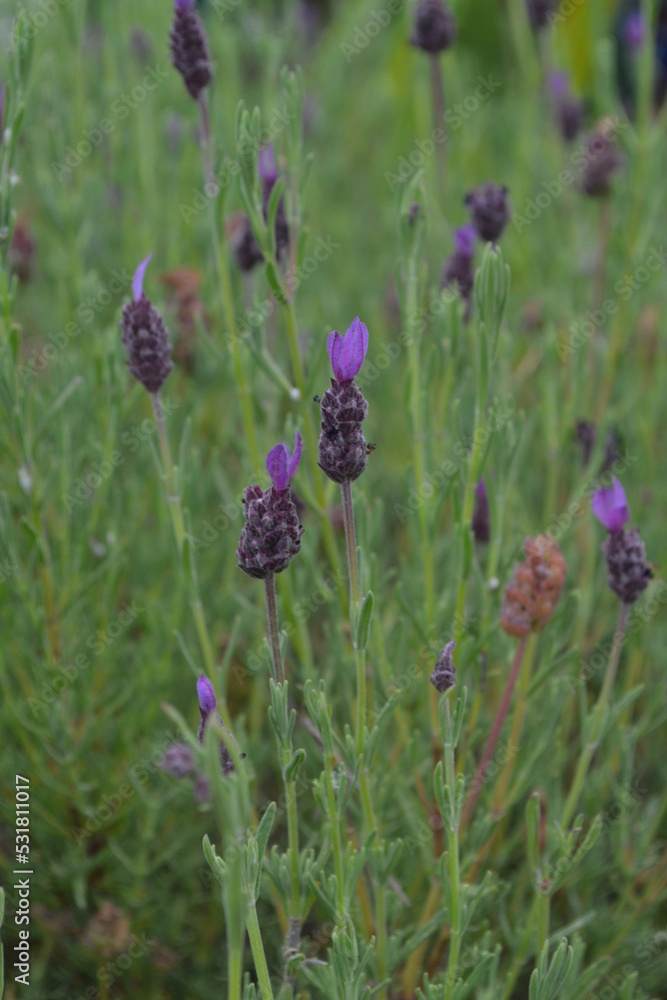 lavender fields lavender fields