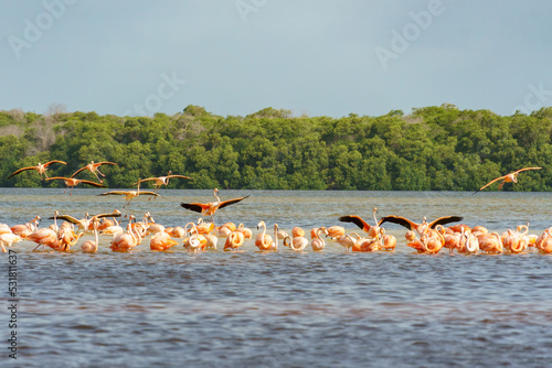 Cluster of pink flamingos in Rio Lagartos with more birds landing in the water to join them