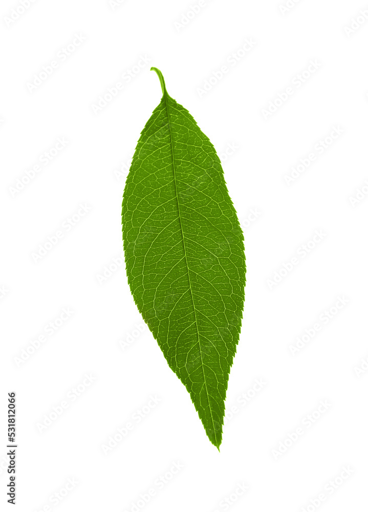 Green peach tree leaf isolated on white Green peach tree leaf isolated on white