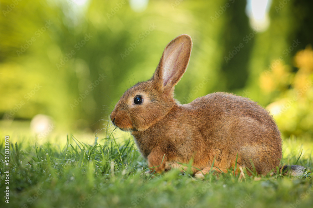 Fototapeta premium Cute fluffy rabbit on green grass outdoors