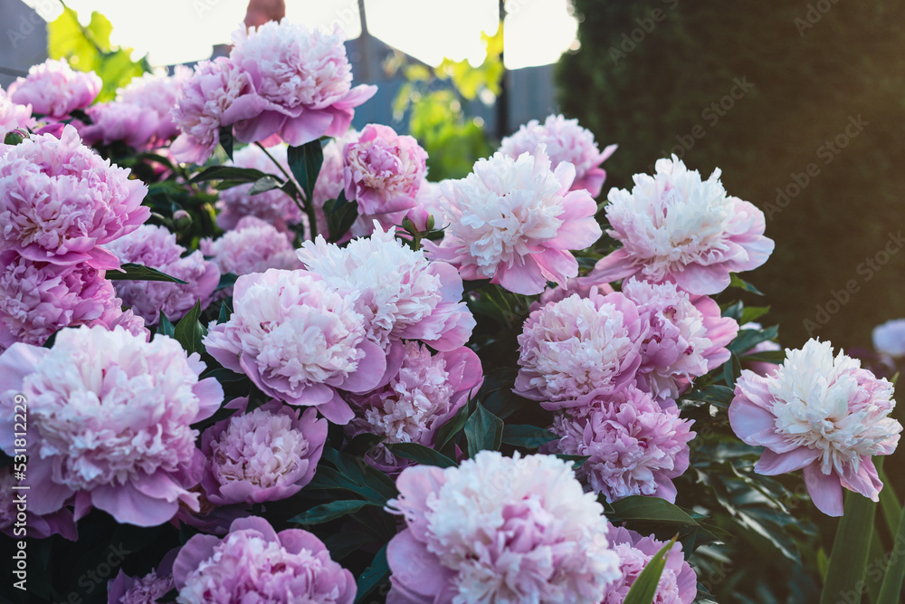 Fototapeta premium Beautiful pink peony flowers outdoors, closeup view