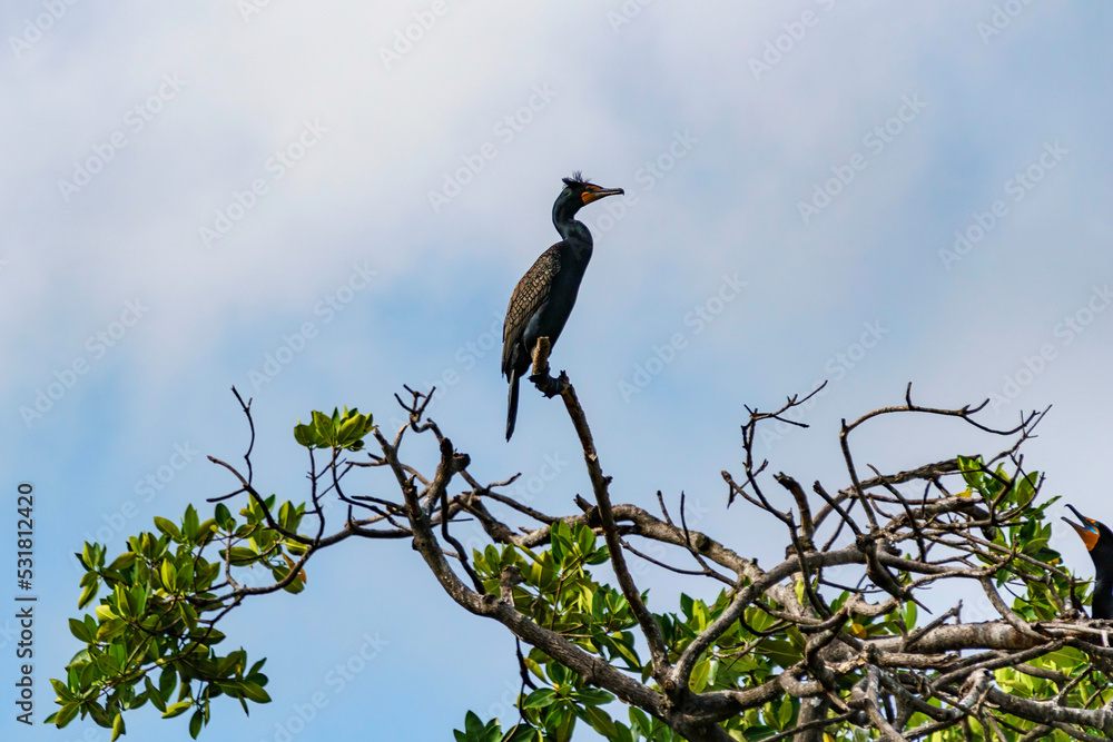 Coromorant perched high in a tree above Rio Lagartos in Celestun Coromorant perched high in a tree above Rio Lagartos in Celestun