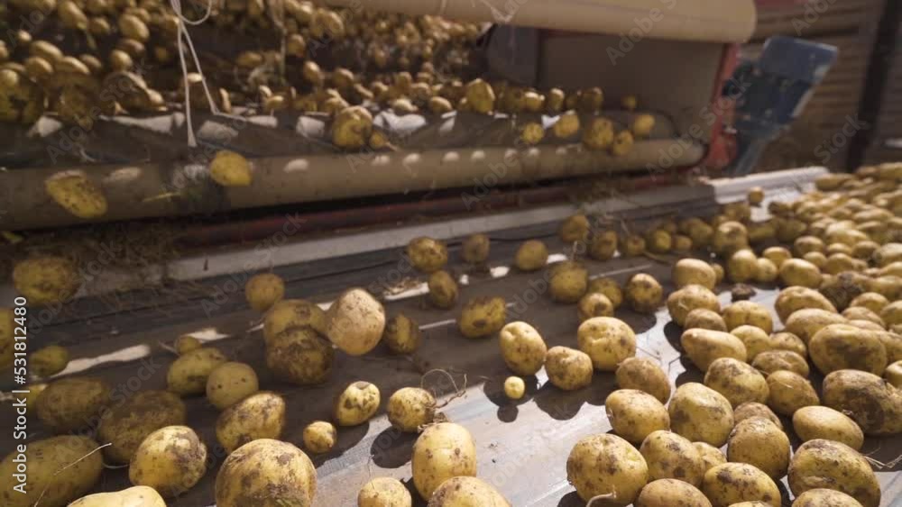 Potato harvest. Potatoes advancing on the sieving belt Slow motion.
After the potatoes are sorted, they are poured on the conveyor belt and moved.
Potato harvest. Potatoes advancing on the sieving belt Slow motion.
After the potatoes are sorted, they are poured on the conveyor belt and moved.