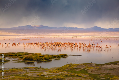 Chilean flamingos and Laguna Colorada, Red Lagoon, in Altiplano of Bolivia photo