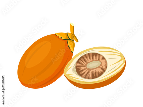 Vector illustration, ripe areca nut, scientific name Areca catechu, isolated on a white background.