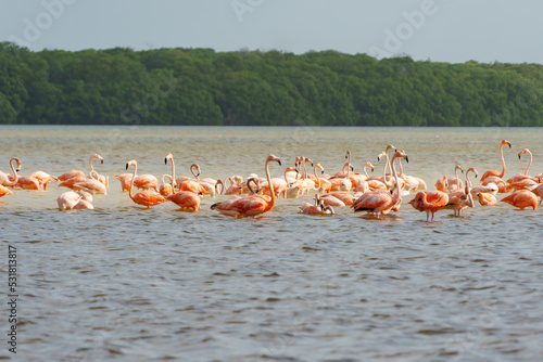 Long line of pink flamingos in Rio Lagartos with trees in the background