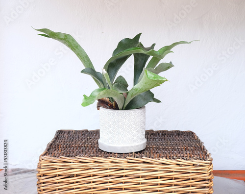 Platycerium fern plant in a pot.