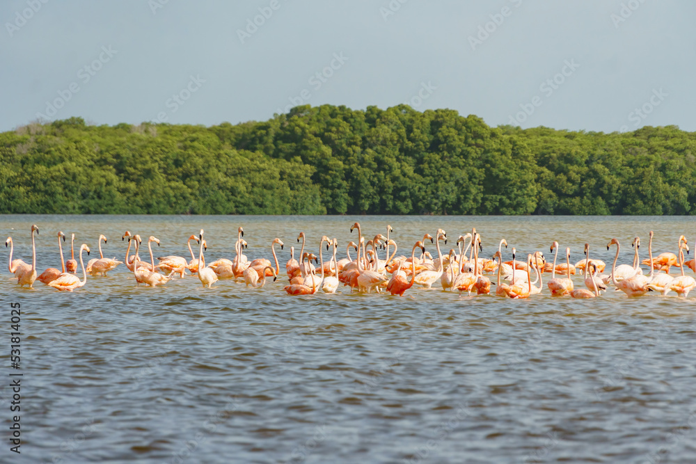 Long line of pink flamingos with heads held high in Rio Lagartos with trees in the background