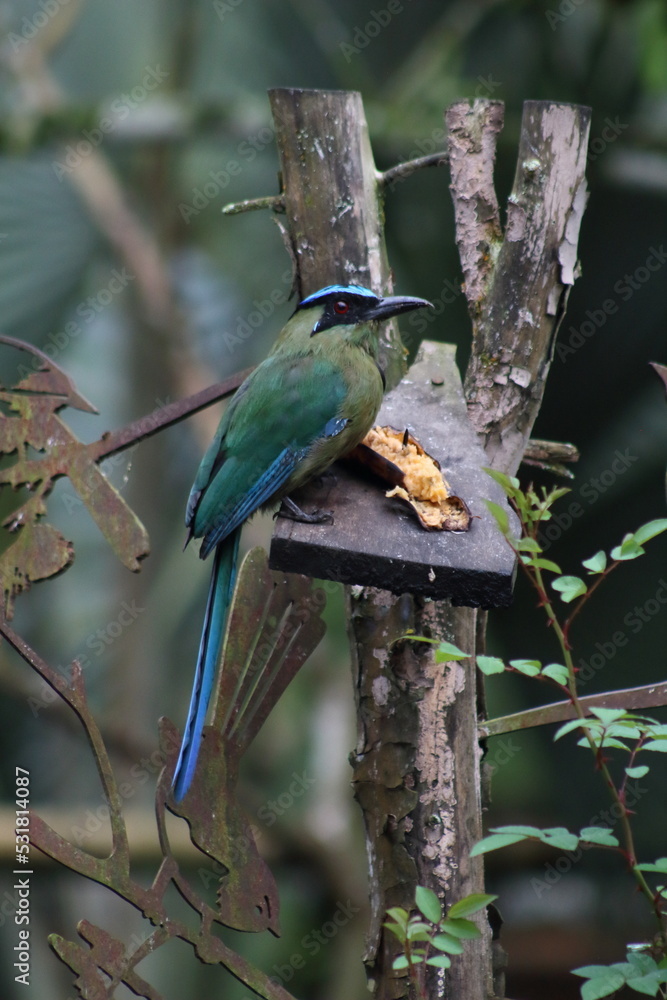 Naklejka premium amazonian motmot bird