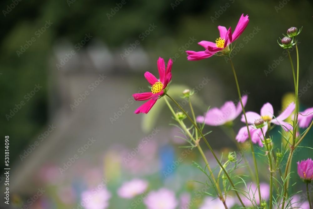 Fototapeta premium 美山かやぶきの里のコスモス