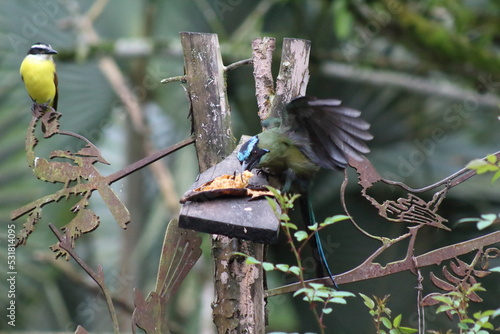 amazonian motmot feeding with open wings photo