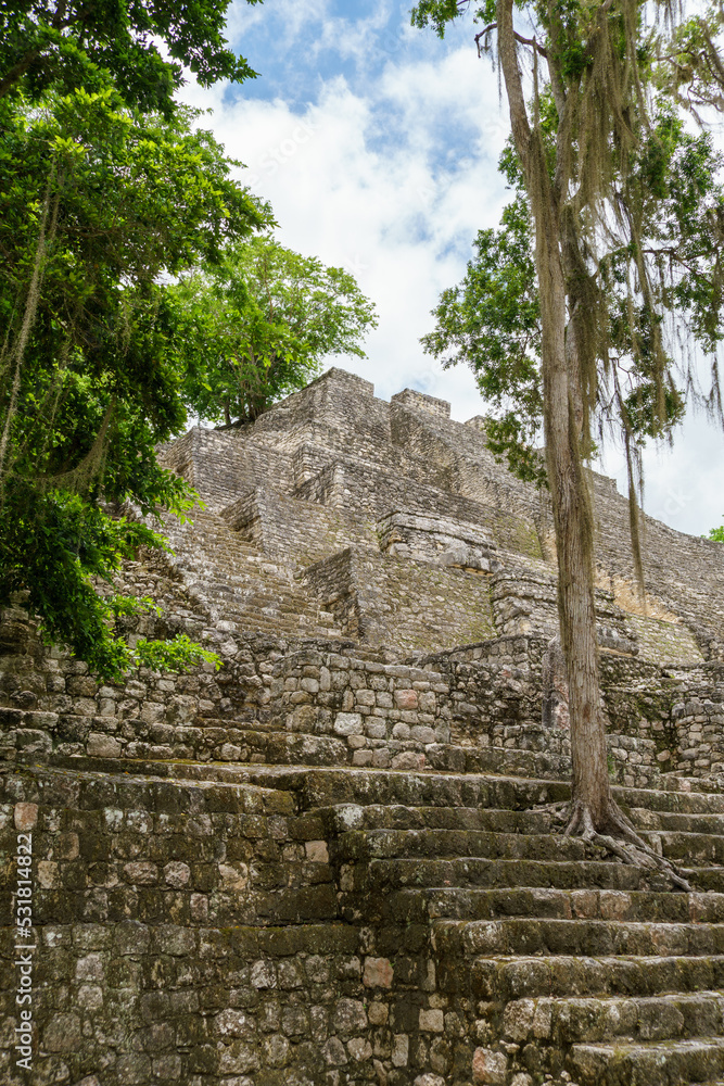 Mayan stone pyramid with a large tree growing from the steps in Calakmul, Mexico