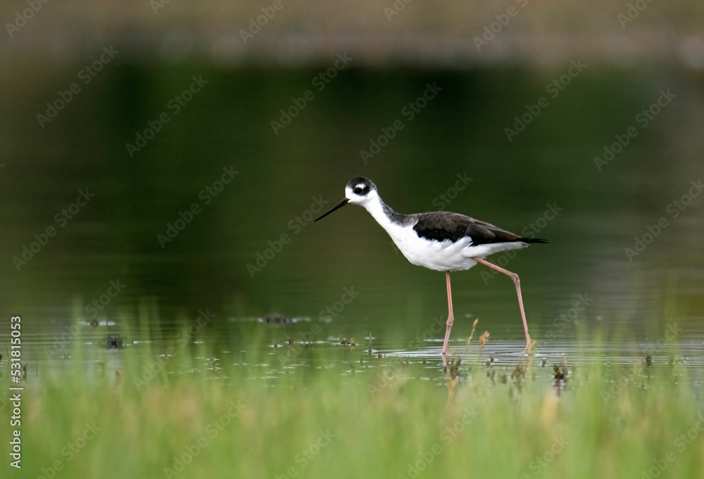 Obraz premium Black necked stilt walking elegantly in a shallow pond with blurred out green foreground and background with plenty of negative space in a landscape image