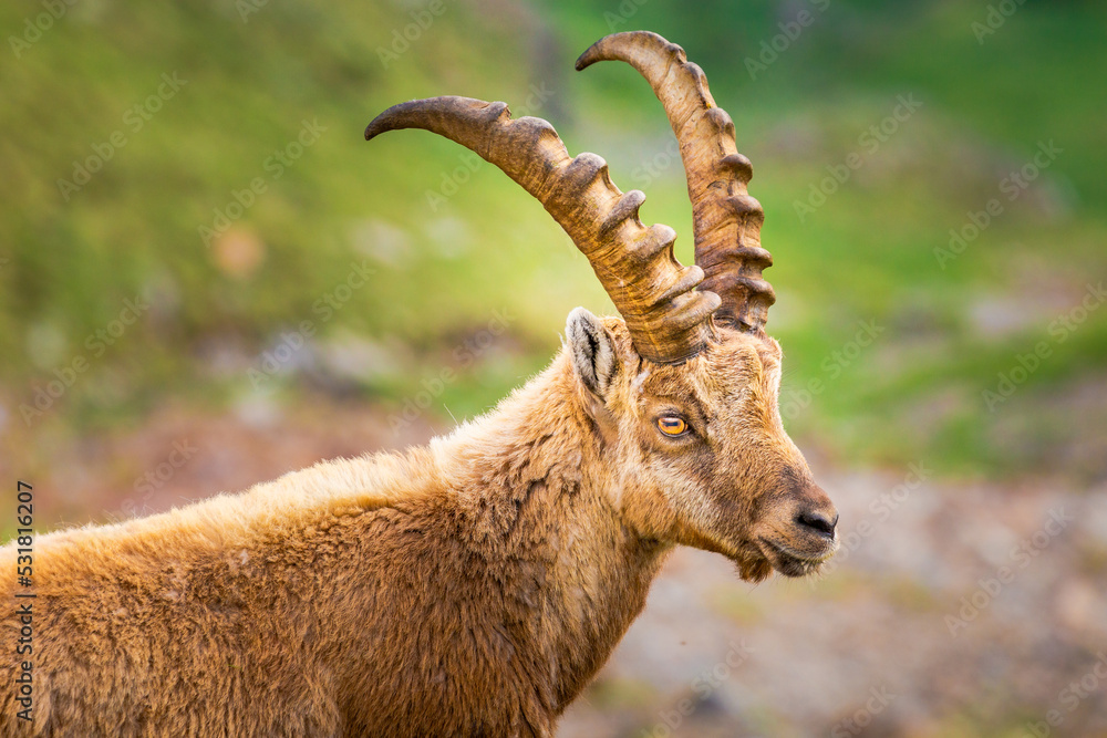 Ibex wild animal and mountain fauna, Gran Paradiso italian Alps, Italy