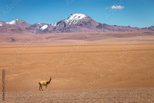 Guanaco Vicuna in the wild of Atacama Desert  Andes altiplano  Chile