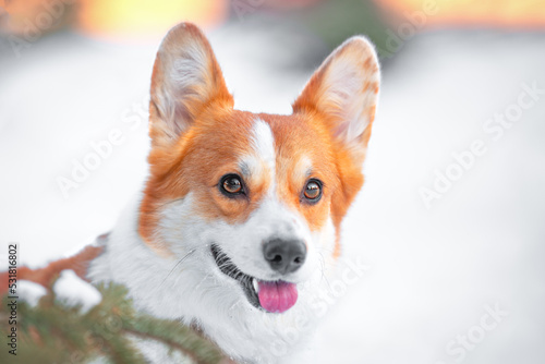 Cute dog peeking out from behind branch against background of blurred white snowdrift, muzzle looks like fox. Walk in winter snowy park with pet Contrast portrait of red corgi on white snow background