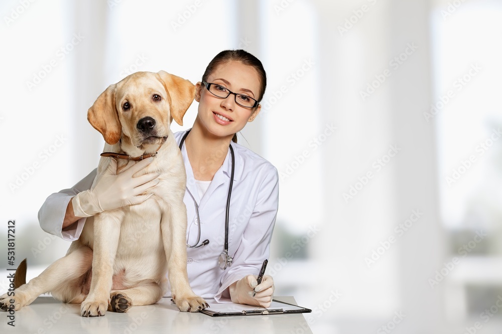 Young veterinarian doctor with cute puppy in veterinary clinic
