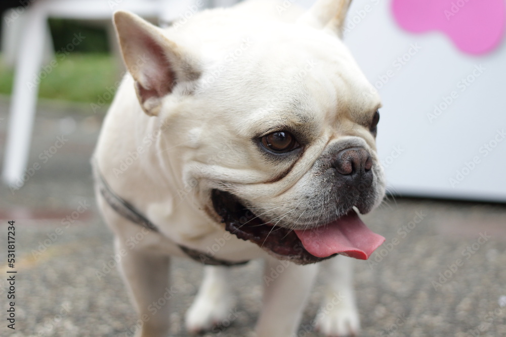 french bulldog puppy