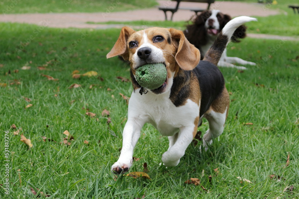 beagle playing on grass