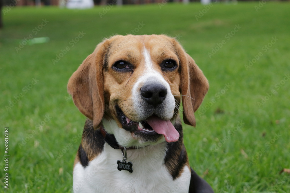 beagle puppy in grass