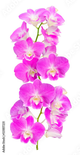 Bunch of Pink orchid isolated on white background, Blooming orchids on white With clipping path.