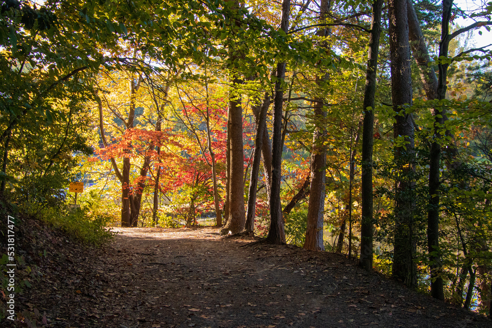 Fototapeta premium autumn in the park