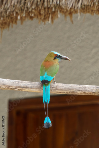 Turquoise-browed Motmot perched in front of a thatched building photo