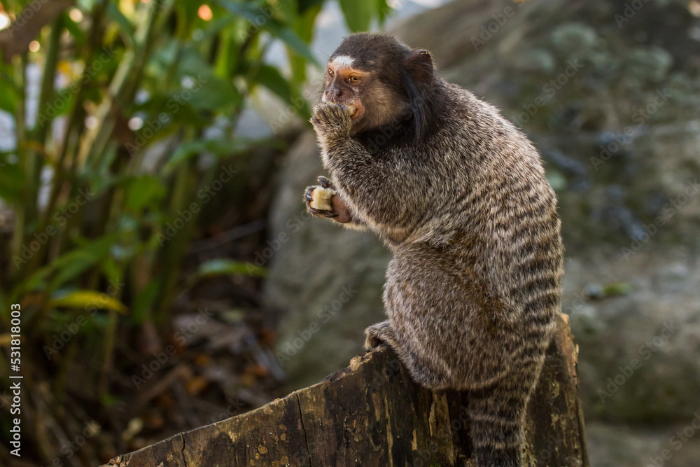 Marmoset feeding on top of tree trunk or portrait of callithrix jacchus monkey. Small monkey that inhabits Brazilian forests called Sagui. Marmoset feeding on top of tree trunk or portrait of callithrix jacchus monkey. Small monkey that inhabits Brazilian forests called Sagui.