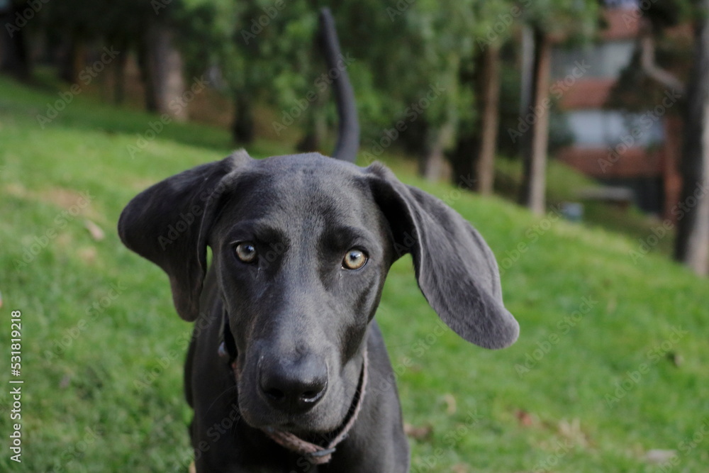 dog portrait