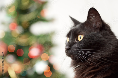 Portrait of cute black cat with a Christmas tree with ornaments and lights in the background. Bright modern image with copy space.