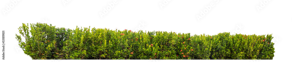 Shrubs isolated on transparent background with clipping path and alpha channel