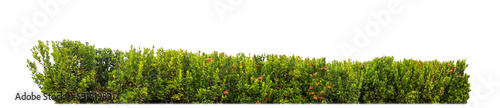 Foto Shrubs isolated on transparent background with clipping path and alpha channel