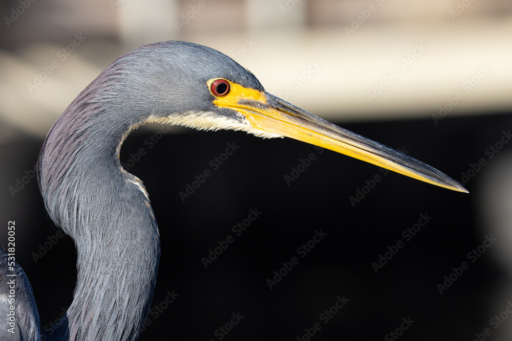 Fototapeta premium Little Blue Heron Portrait of Face