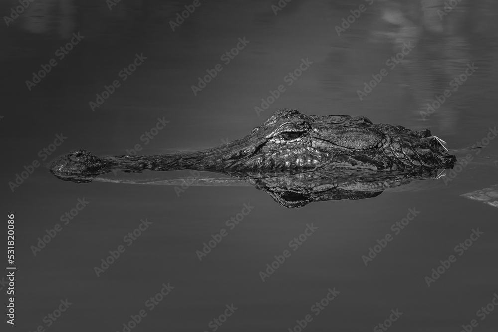 Obraz premium Alligator top of head visible out of water