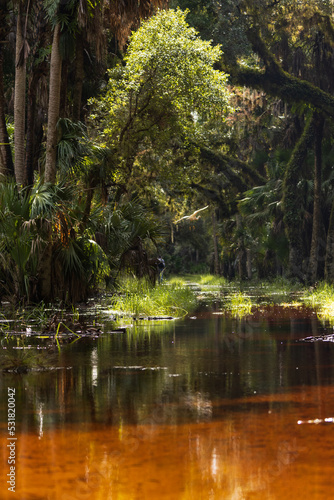 Fototapeta Naklejka Na Ścianę i Meble -  A flooded forest in Myakka River State Park in Florida