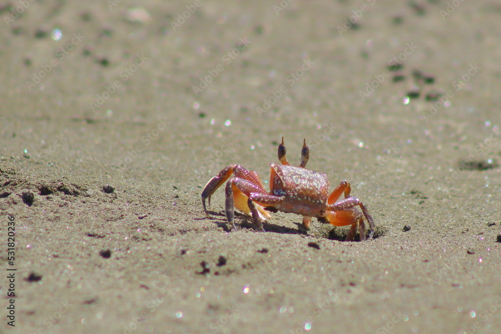 crab on the sand crab on the sand