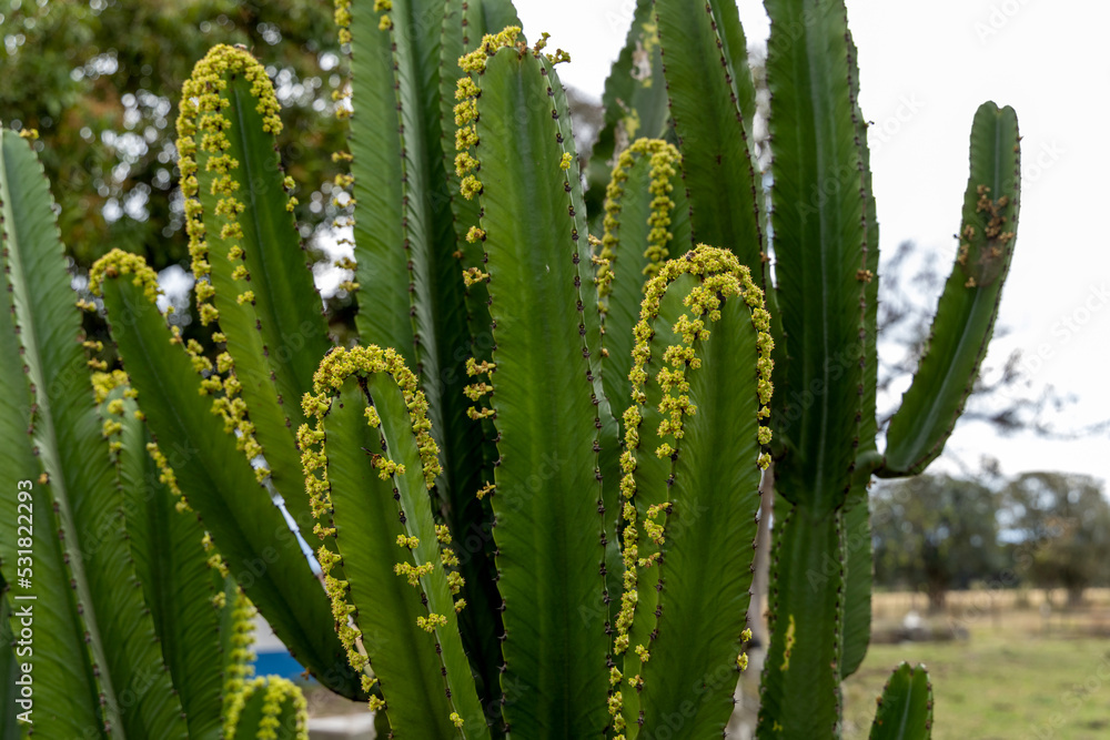 Cactus with flowers. Selective focus. Cactus with flowers. Selective focus.